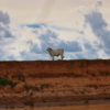 Cow in Colombia. Photo credit: Rhett A. Butler