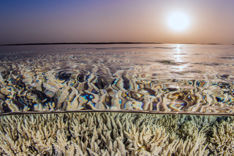 Bleached corals.