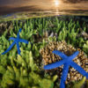 Blue starfish in coral reef.