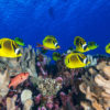 A healthy coral reef in Tahiti.