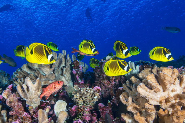 A healthy coral reef in Tahiti.