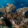 A coral reef in Thailand.