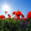 Red poppies among other wild flowers.