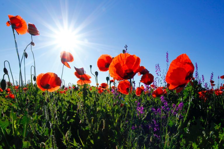 Red poppies among other wild flowers.