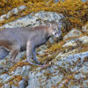 A swimming cougar in British Columbia.