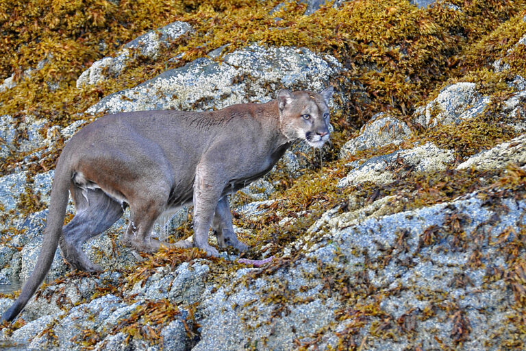 A swimming cougar in British Columbia.