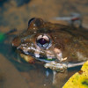 A crab-eating frog.