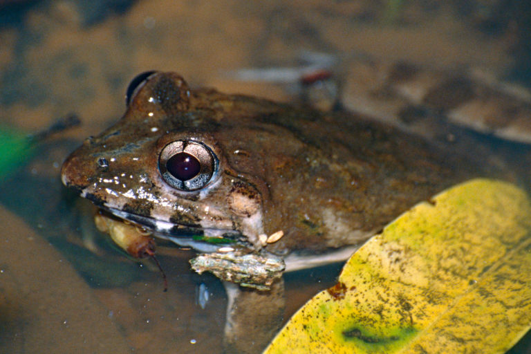 A crab-eating frog.