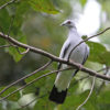 The silvery pigeon is one of the most threatened pigeon species in the world. As a seed disperser, this species helps contribute to the overall biodiversity of the small islands it inhabits, according to researcher Simon Bruslund.