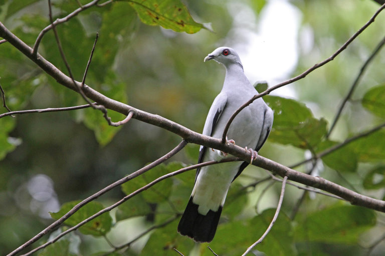 The silvery pigeon is one of the most threatened pigeon species in the world. As a seed disperser, this species helps contribute to the overall biodiversity of the small islands it inhabits, according to researcher Simon Bruslund.