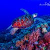 A green sea turtle (Chelonia mydas) in the Spratly Islands of the South China Sea. Photo courtesy of Greg Asner / Divephoto.org.