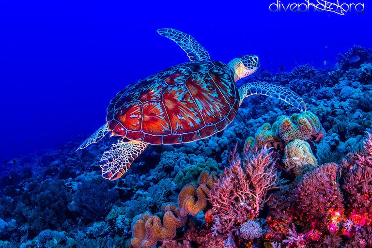 A green sea turtle (Chelonia mydas) in the Spratly Islands of the South China Sea. Photo courtesy of Greg Asner / Divephoto.org.