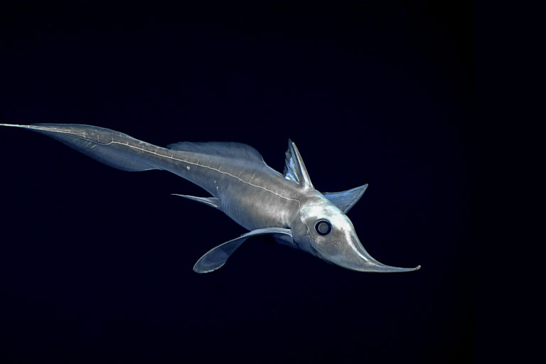 A deep-sea fish.