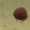 A reddish brown jellyfish in the deep sea.