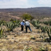 Growing agave in Mexico