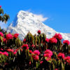 A rhododendron tree