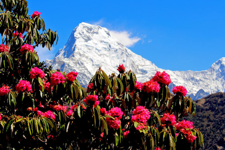 A rhododendron tree