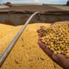 Soy and corn make up 88% of Brazil’s grain production