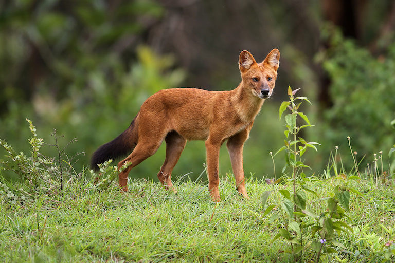 Dholes (Cuon alpinus) are wild canids that range throughout South, Central, East and Southeast Asia. They are listed as endangered, with fewer than 2,500 adults remaining in the wild. Image by Davidvraju via Wikimedia Commons (CC BY-SA 4.0).
