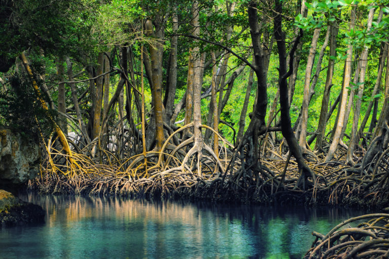 Mangroves in Los Haitises National Park, Dominican Republic. Image by Anton Bielousov via Wikimedia Commons (CC BY-SA 3.0).