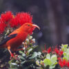 The vulnerable ʻiʻiwi (Drepanis coccinea).