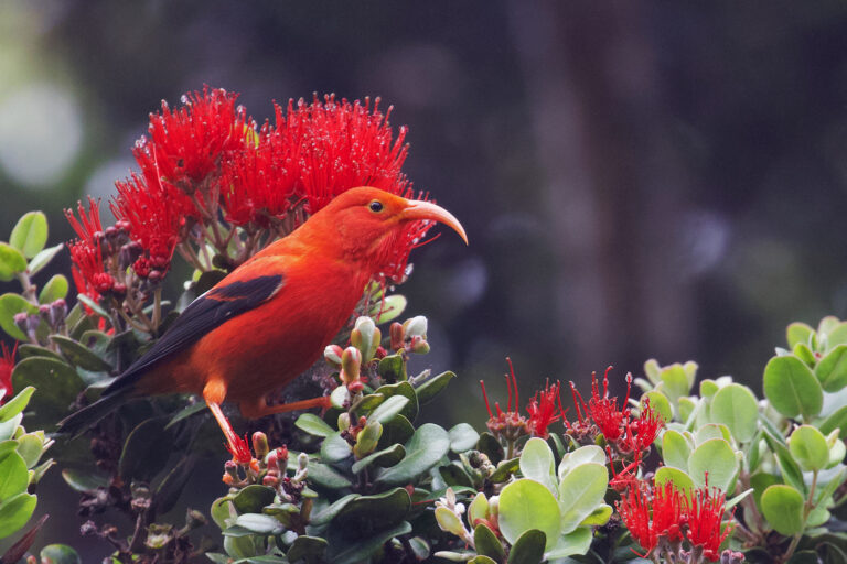 The vulnerable ʻiʻiwi (Drepanis coccinea).