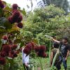 Achiote trees in a Kwicha community in Pastaza province