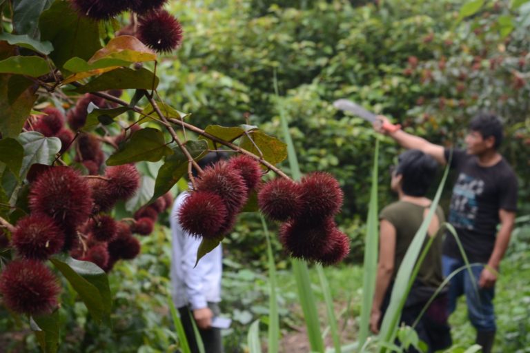 Achiote trees in a Kwicha community in Pastaza province
