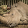 A wildlife ranger comforts Sudan, the last living male Northern White Rhino left on the planet, moments before he passed away March 19, 2018 at Ol Pejeta Wildlife Conservancy in northern Kenya. Photo courtesy of Ami Vitale.