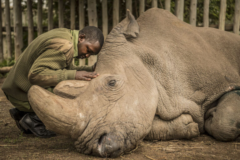 A wildlife ranger comforts Sudan, the last living male Northern White Rhino left on the planet, moments before he passed away March 19, 2018 at Ol Pejeta Wildlife Conservancy in northern Kenya. Photo courtesy of Ami Vitale.