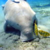 A dugong (Dugong dugong) feeding on seagrass in Egypt. Image by Julien Willem via Creative Commons (CC BY-SA 2.0)