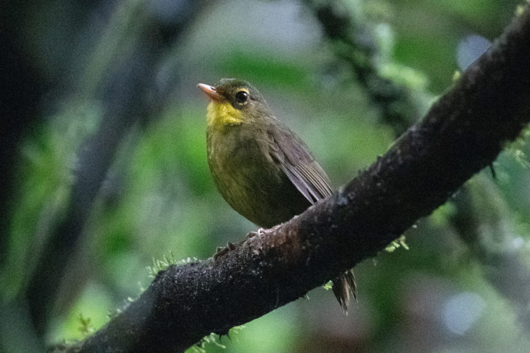 A dusky tetraka.