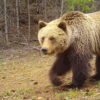 Grizzly bear