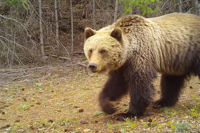 Grizzly bear