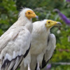 Two Egyptian vultures.