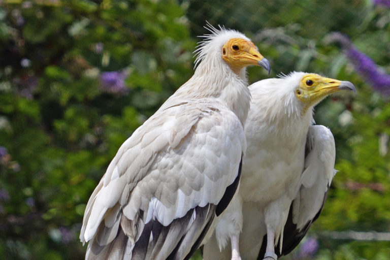 Two Egyptian vultures.