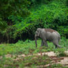 Elephant in Dong Nai Biosphere Reserve