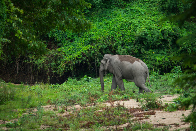 Elephant in Dong Nai Biosphere Reserve