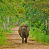 An elephant in Kui Buri National Park.