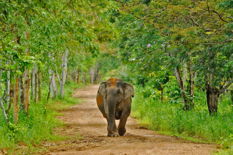 An elephant in Kui Buri National Park.