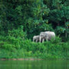 elephants-in-Western-Forest-Complex-Thailand