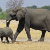 Elephants in Zimbabwe.