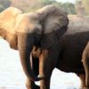 Elephants, Tanzania. Image by Consuelo Puchades via Flickr (CC BY-NC-ND-2.0)