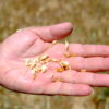 Elias Saker inspects wheat. Image by Marta Vidal for Mongabay.