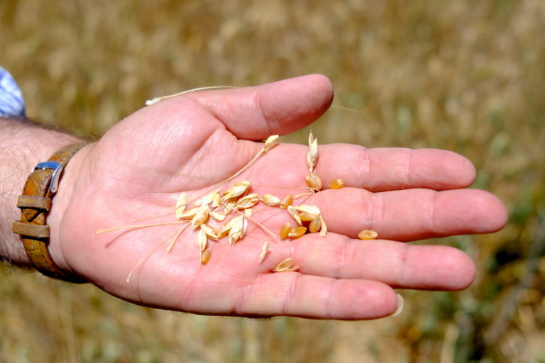 Elias Saker inspects wheat. Image by Marta Vidal for Mongabay.