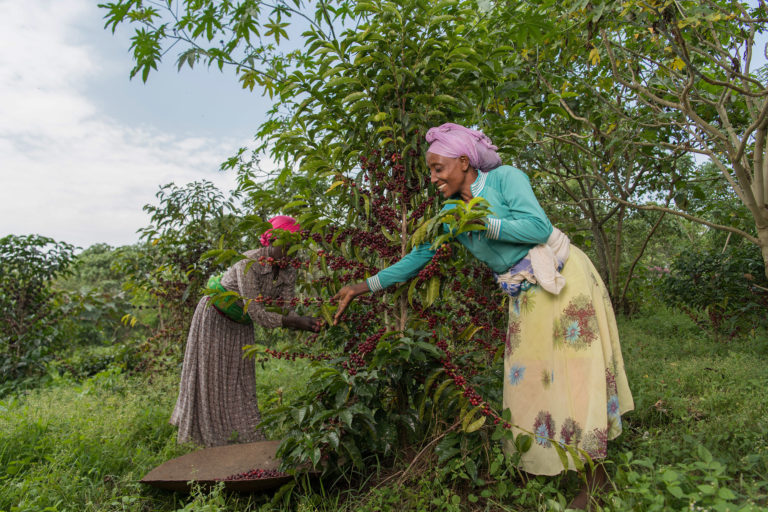 Tense and Mulunesh, members of the women-led Nano Hena savings and credit cooperative, pick coffee beans during harvesting season in Illubabor Zone, Ethiopia. The cooperative is supported by Population, Health, and Environment Ethiopia Consortium and Ethio Wetlands and Natural Resources Association, partners working to improve biodiversity and increase resilience in communities in Southwestern Ethiopia. Photo credit: Maheder Haileselassie, Getty Images