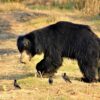 Sloth bear in Nepal