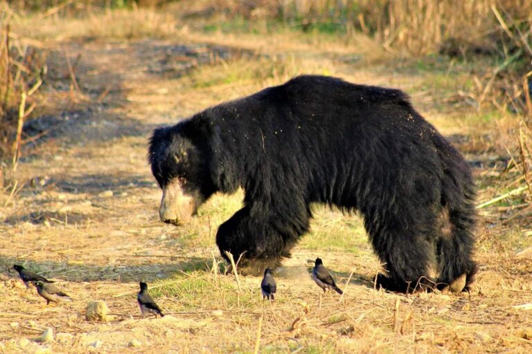 Sloth bear in Nepal