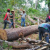 Men from the San Francisco communal land make use of a tree that fell during the rainy season. Photo by Marlén Castro.