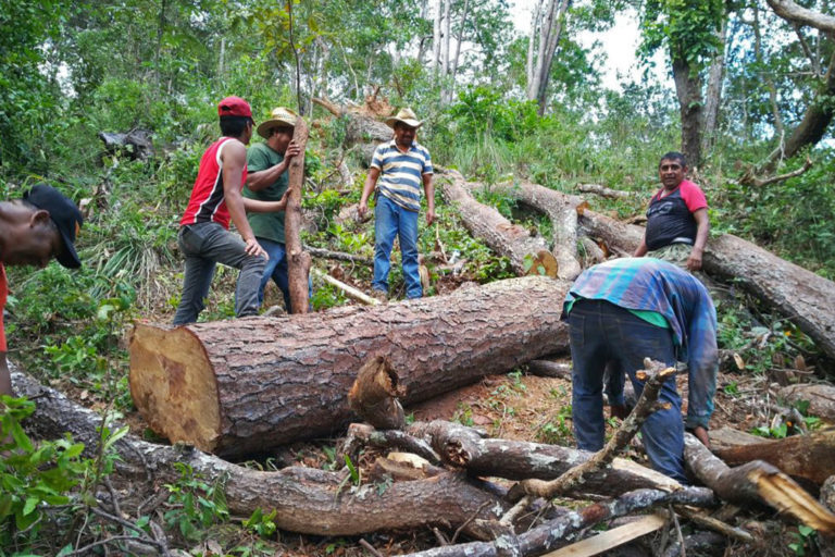 Men from the San Francisco communal land make use of a tree that fell during the rainy season. Photo by Marlén Castro.